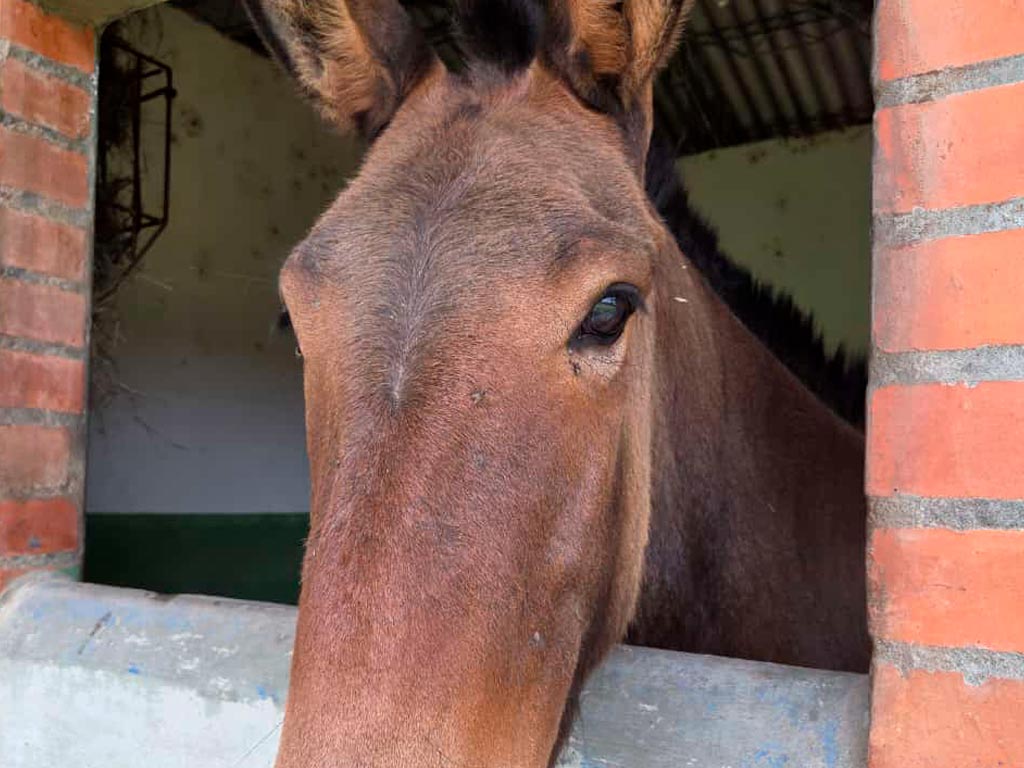 detur, de tur, detur fincas fincas en Montenegro, fincas en alquiler Montenegro, alquiler de fincas en Montenegro, fincas turísticas en Montenegro, finca vacacional Montenegro, finca campestre Montenegro, fincas en el eje cafetero